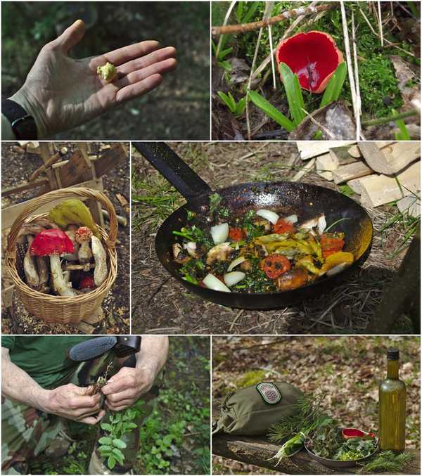 Flora, Fungi & Forage